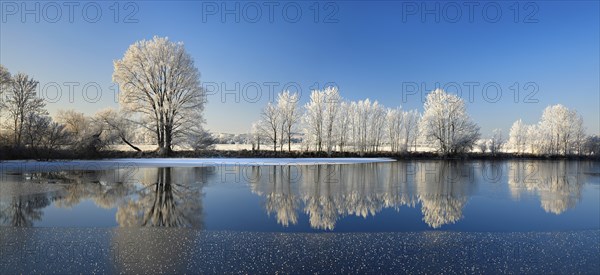 Half-frozen small lake in winter, arm of the Saale, trees with snow and hoarfrost on the shore, ice