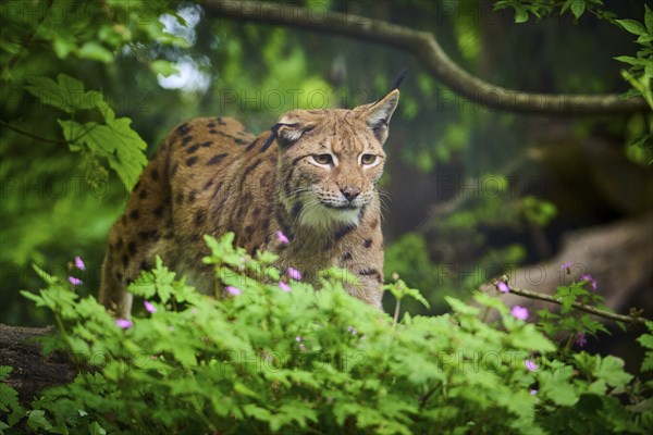 Eurasian lynx (Lynx lynx), walking through the forest and observing attentively, its brown fur and