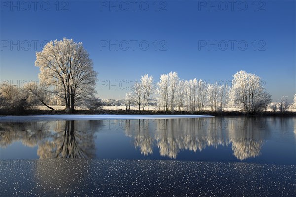 Half-frozen small lake in winter, arm of the Saale, trees with snow and hoarfrost on the shore, ice
