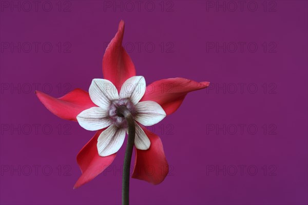 Cyclamen 'Exclusive Petticoat', Cyclamen spec, studio shot