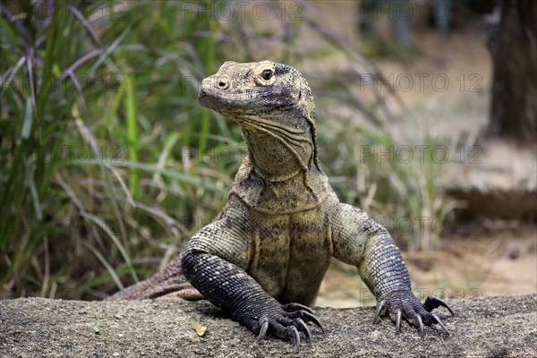 Komodo dragon (Varanus komodoensis), adult on rock, portrait, captive, Singapore, Asia