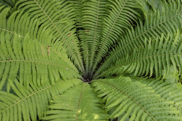 Ostrich fern (Matteuccia struthiopteris), Bavaria, Germany, Europe