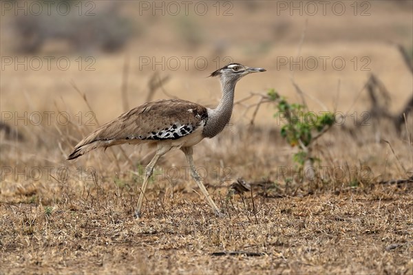 Giant bustard, kori bustard (Ardeotis kori), adult, running, foraging, alert, Kruger National Park,