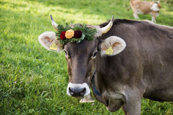 Cow decorated with flowers, cattle drive, Münstertal, Southern Black Forest, Black Forest,