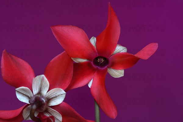 Cyclamen 'Exclusive Petticoat', Cyclamen spec, studio shot