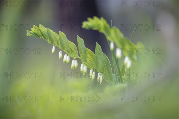 Angular Solomon's seal (Polygonatum odoratum) and grass in a green, spring-like environment,