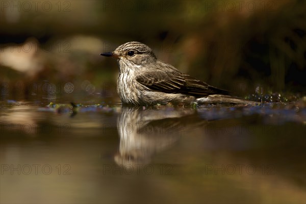 Grey Flycatcher taking a bath. Spotted Flycatcher taking a bath