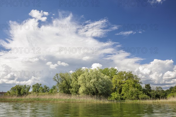 Sunny day at a lake with dramatic cloud formations and green trees along the shore, Markelfingen,