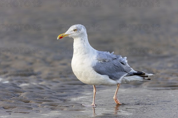 Herring Gull (Larus argentatus) on the beach of Juist, East Frisian Islands, Germany, Europe