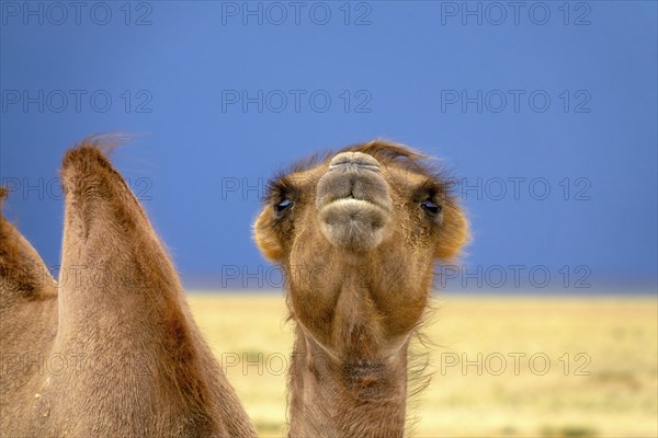 Bactrian camel portrait in steppe under storm sky, Mongolia, Asia