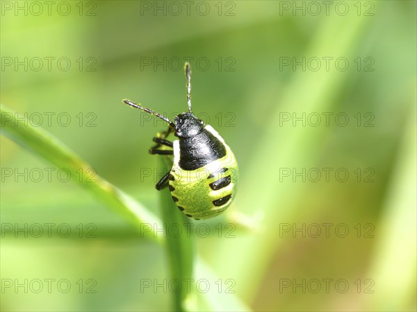 Small bug