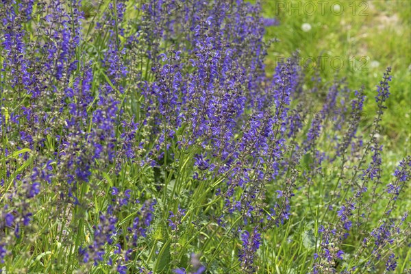 Meadow sage (Salvia pratensis), Bavaria Germany