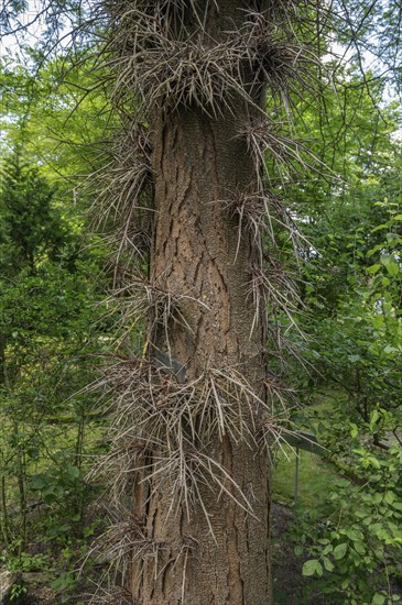 Honey Locust (Gleditsia triacanthos), Garden Erlangen, Middle Franconia, Bavaria, Germany, Europe