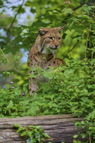 Eurasian lynx (Lynx lynx), walking through the forest and observing attentively, its brown fur and