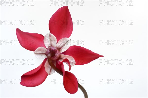 Cyclamen 'Exclusive Petticoat', Cyclamen spec, studio shot