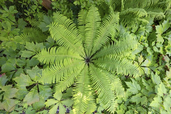 Ostrich fern (Matteuccia struthiopteris), Bavaria, Germany, Europe
