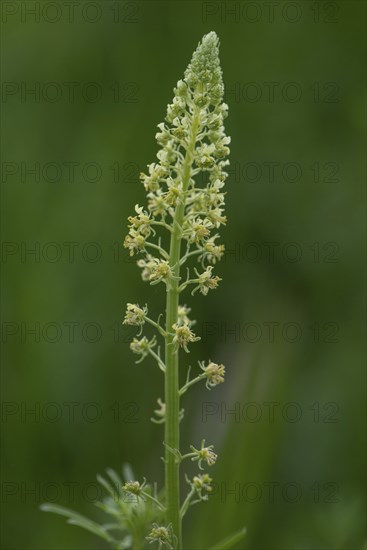 Flowers of the Yellow Reseda (Reseda lutea), Bavaria, Germany, Europe