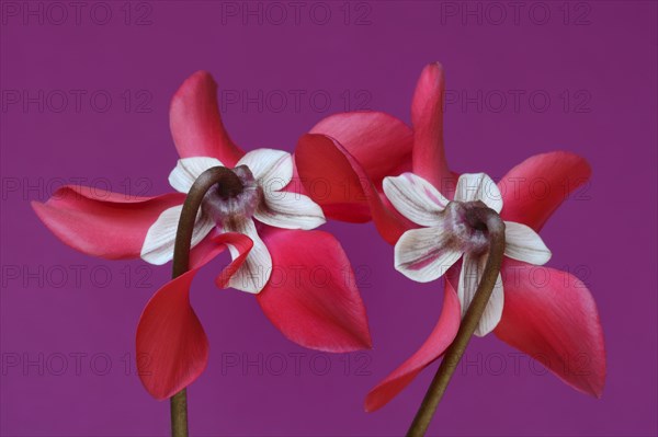 Cyclamen 'Exclusive Petticoat', Cyclamen spec, studio shot