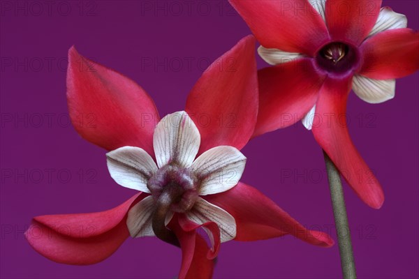 Cyclamen 'Exclusive Petticoat', Cyclamen spec, studio shot