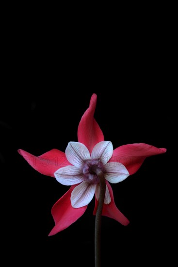 Cyclamen 'Exclusive Petticoat', Cyclamen spec, studio shot