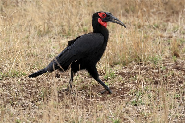 Red-faced hornbill, Southern ground hornbill, Red-cheeked hornbill, Southern hornbill, Kaffir