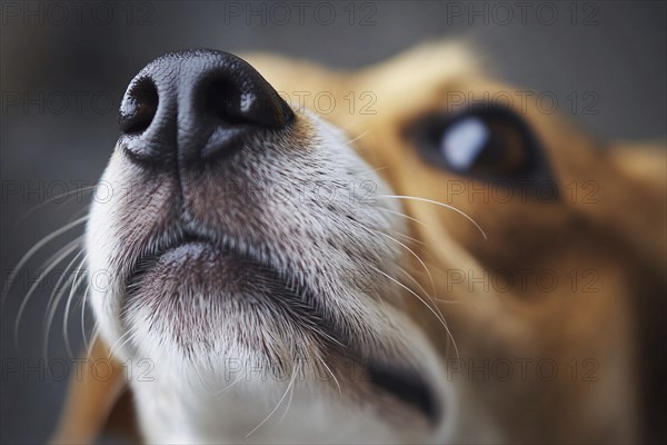 Close up of black dog nose. Generative Ai, AI generated