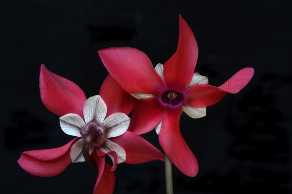Cyclamen 'Exclusive Petticoat', Cyclamen spec, studio shot