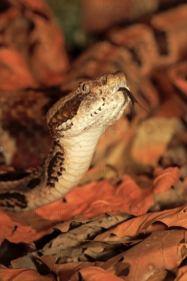 Forest rattlesnake (Crotalus horridus), lambing, USA, North America