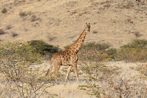 Angola giraffe (Giraffa camelopardalis angolensis), near Khowarib, Damaraland, Kunene Region,
