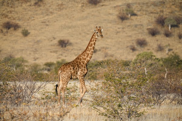 Angola giraffe (Giraffa camelopardalis angolensis), near Khowarib, Damaraland, Kunene Region,