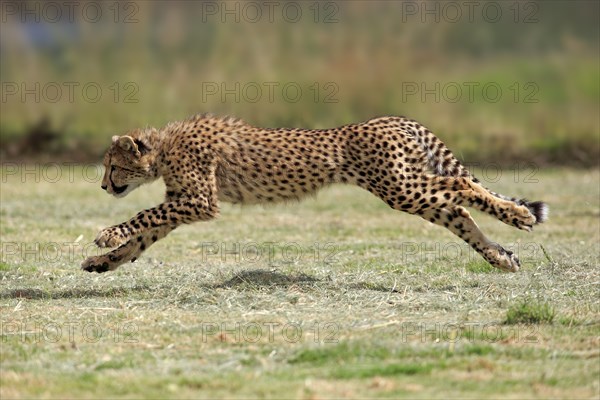 Cheetah (Acinonyx jubatus), subadult, half-grown young, hunting, running, running, Western Cape,