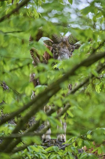European mouflon (Ovis ammon musimon), partially covered by green leaves, on rocky ground, spring