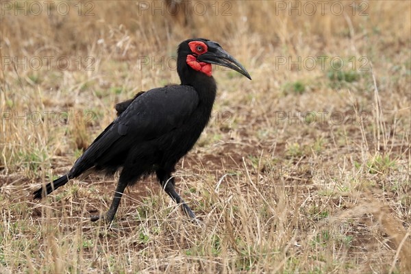 Red-faced hornbill, Southern ground hornbill, Red-cheeked hornbill, Southern hornbill, Kaffir