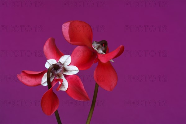 Cyclamen 'Exclusive Petticoat', Cyclamen spec, studio shot
