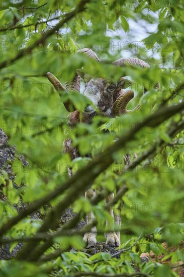 European mouflon (Ovis ammon musimon), partially covered by green leaves, on rocky ground, spring