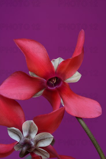 Cyclamen 'Exclusive Petticoat', Cyclamen spec, studio shot