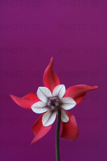 Cyclamen 'Exclusive Petticoat', Cyclamen spec, studio shot