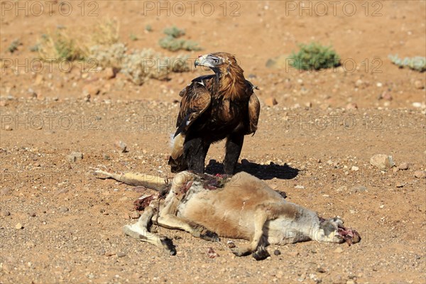 Wedge-tailed eagle (Aquila audax), adult on prey, red giant kangaroo (Macropus rufus), National
