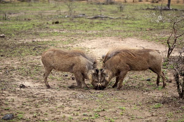 Warthog (Phacochoerus ethiopicus), adult male fighting, Hluhluwe Umfolozi National Park, Hluhluwe