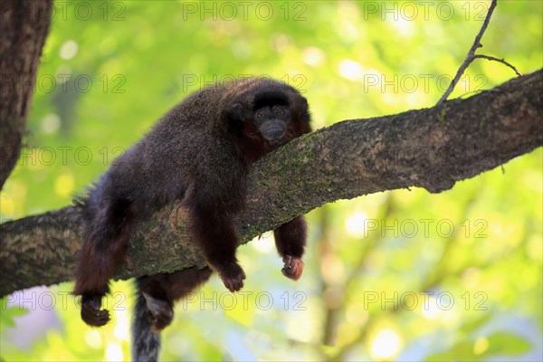 Coppery titi (Callicebus moloch), adult on tree, resting, South America
