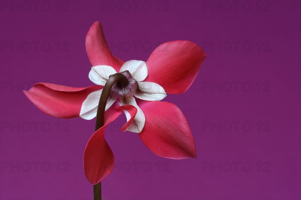 Cyclamen 'Exclusive Petticoat', Cyclamen spec, studio shot
