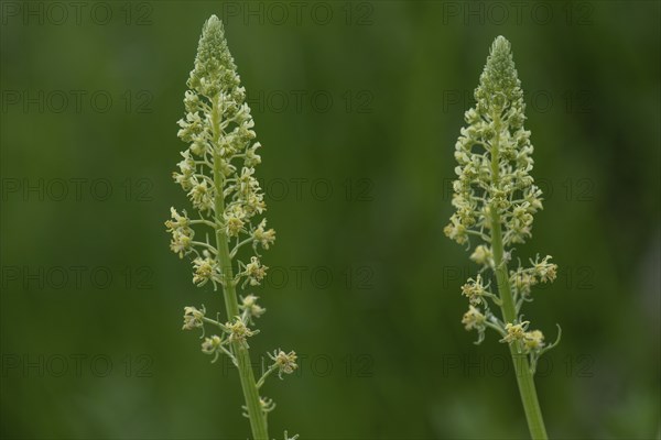 Flowers of the Yellow Reseda (Reseda lutea), Bavaria, Germany, Europe