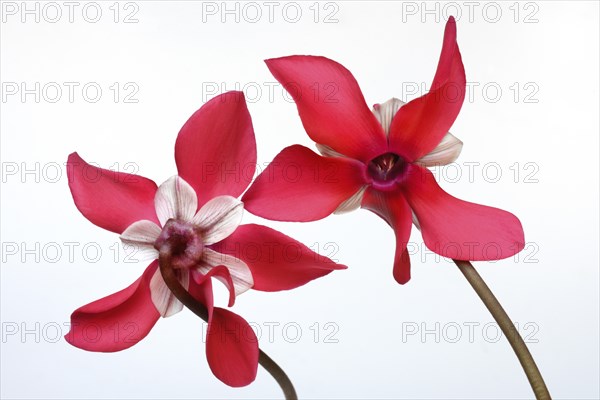 Cyclamen 'Exclusive Petticoat', Cyclamen spec, studio shot