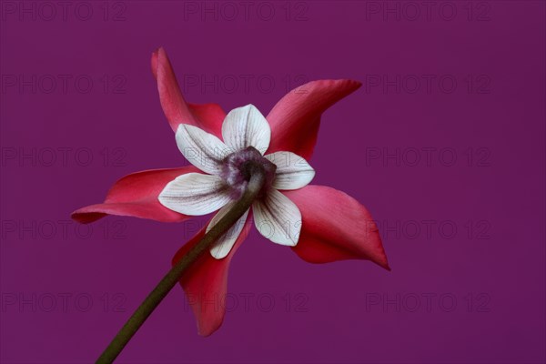 Cyclamen 'Exclusive Petticoat', Cyclamen spec, studio shot