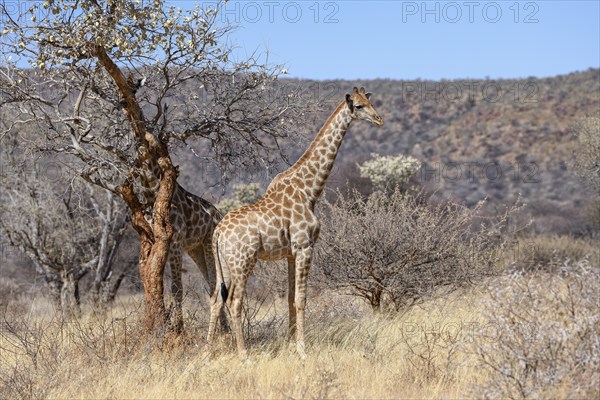 Angola giraffes (Giraffa camelopardalis angolensis), near Palmwag, Damaraland, Kunene Region,