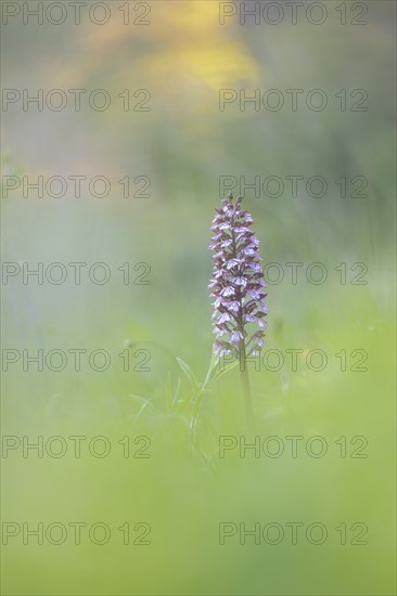 Close-up of a flower, spotted ragwort (Dactylorhiza maculata) on a green meadow on a spring