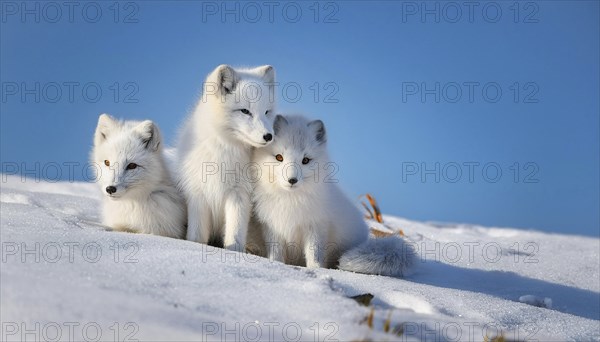 Three arctic foxes in the snow, one fawn and two pups, arctic fox, arctic fox, arctic fox, snow