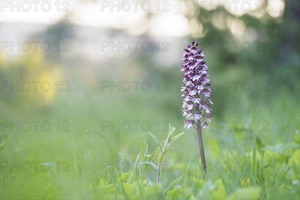 Close-up of a flower, spotted ragwort (Dactylorhiza maculata) on a green meadow on a spring