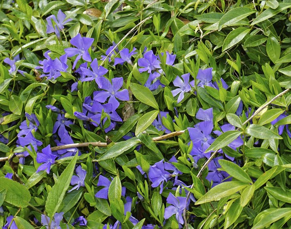 Periwinkle, Vinca, blue periwinkle, periwinkle, bigleaf periwinkle, Bigleaf Periwinkle, Vinca major