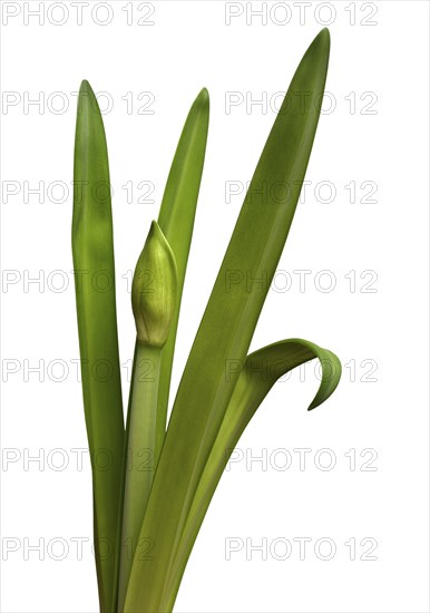Unblown amaryllis bud and leaves on a white background